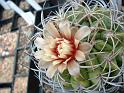 Gymnocalycium spec._1